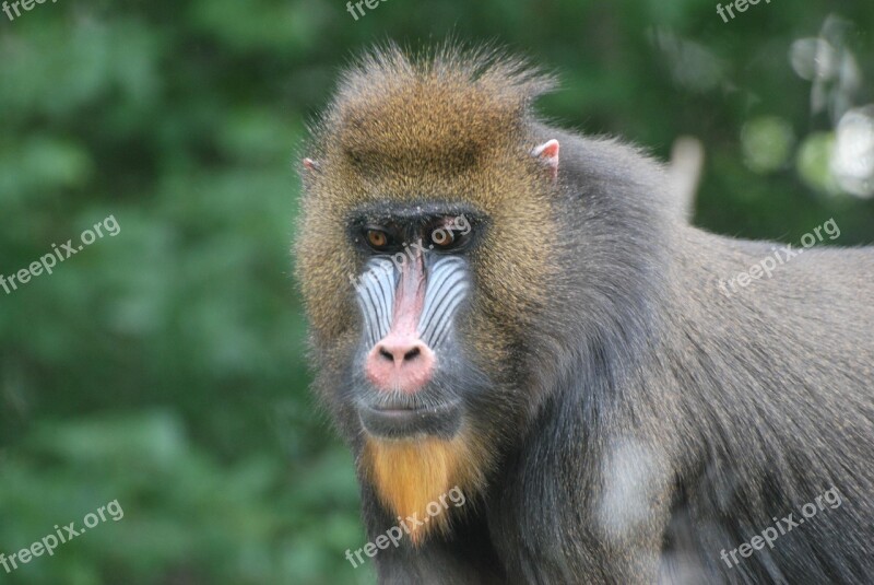 Baboon Zoo Primate Free Photos