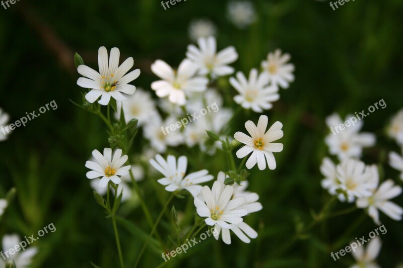 Marguerite Spring Daisy Flowers Free Photos