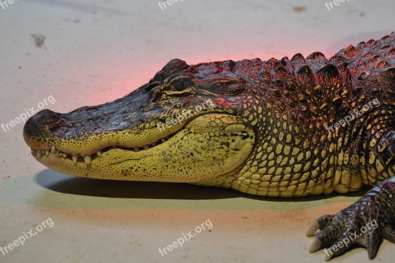 Zoo Crocodile œil Teeth Wild