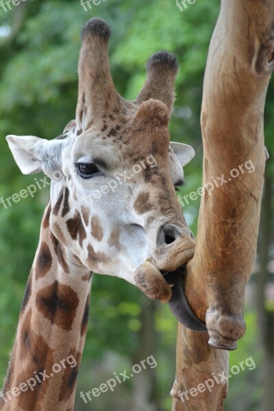 Giraffe Language Zoo Snout Tree