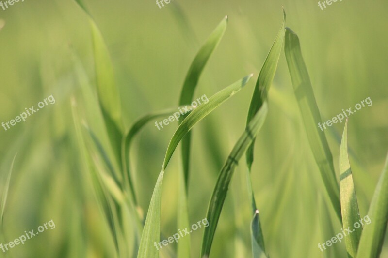 Growth Flora Leaf Grass Nature