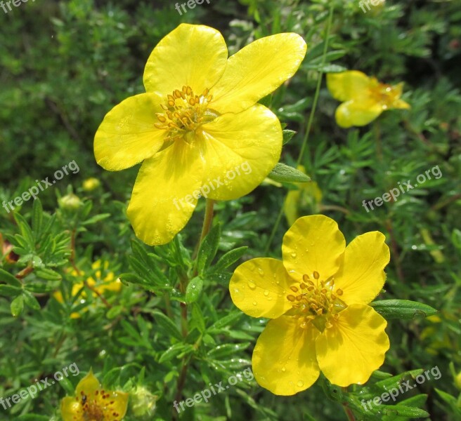 Cinquefoil Flower Nature Plant Summer