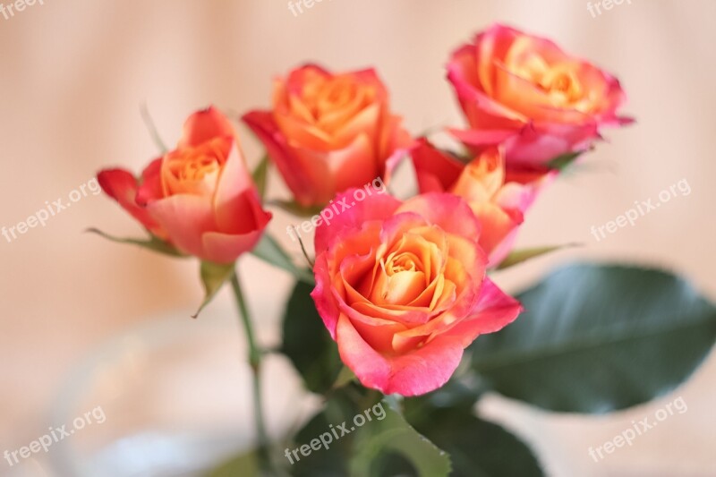 Flower Rose Plant Nature Bouquet