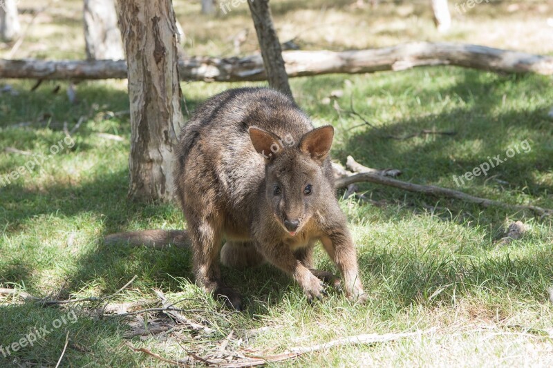 Pademelon Nature Mammal Wildlife Animal