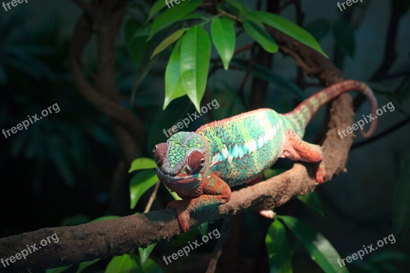 Wildlife Nature Rainforest Tree Tropical