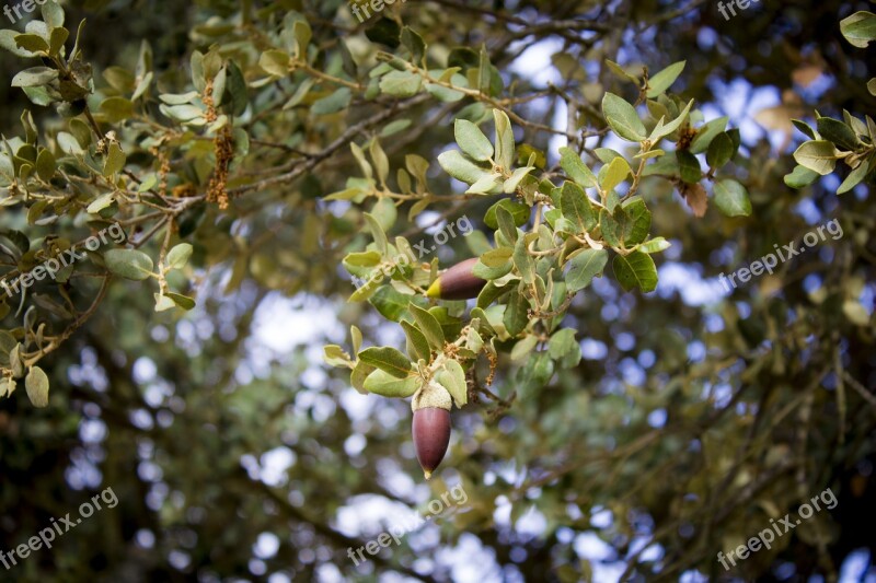 Tree Nature Plant Outdoors Branch