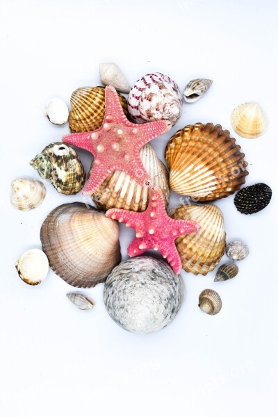 Shells Starfish Seashell Crustaceans Scallop