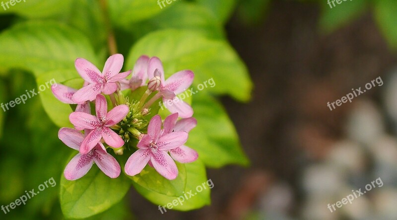 Nature Flora Flower Leaf Garden