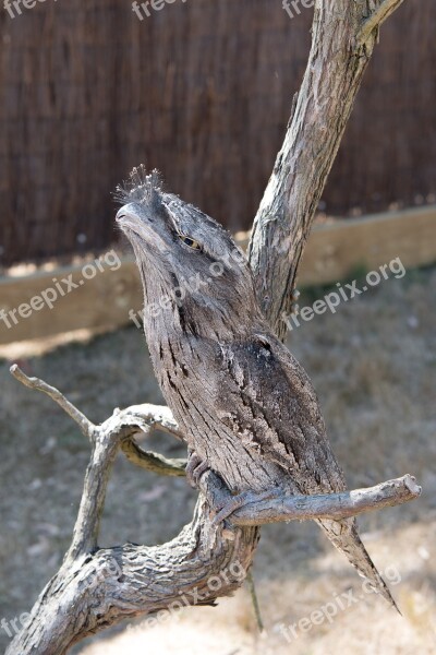 Tawny Frogmouth Bird Nature Wildlife Animal