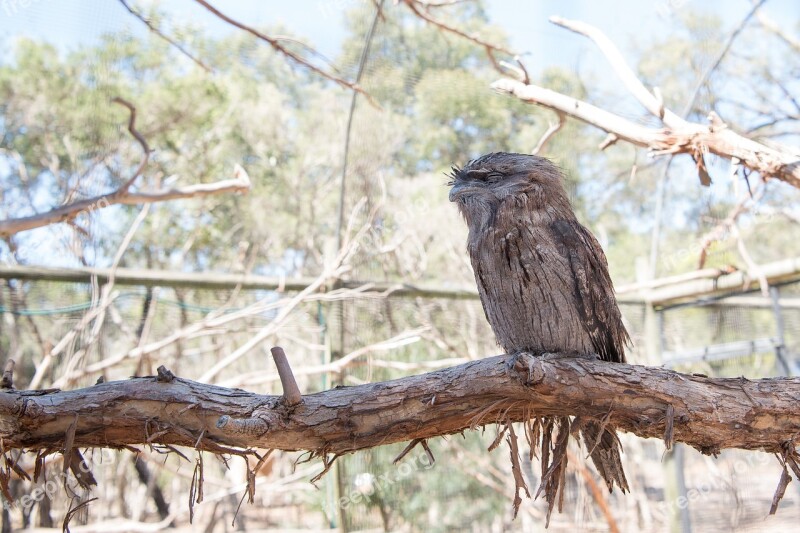 Tawny Frogmouth Nature Wildlife Bird Fauna