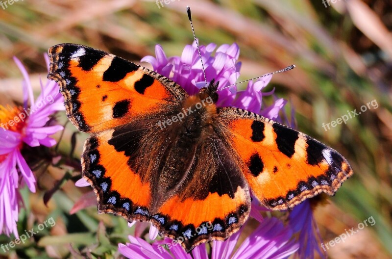 Nature Insect Butterfly Day Flower Summer