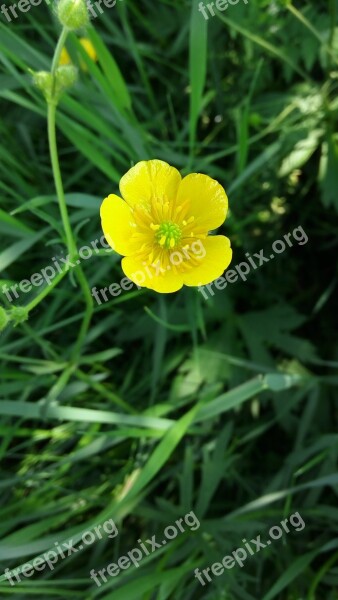 Flower Of The Field Flower Yellow Summer Free Photos