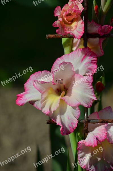 Flower Gladiolus Plant Nature Leaf