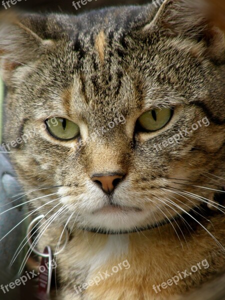 Cat Animal Portrait Mammal Cute