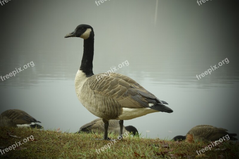 Bird Nature Water Lake Wildlife