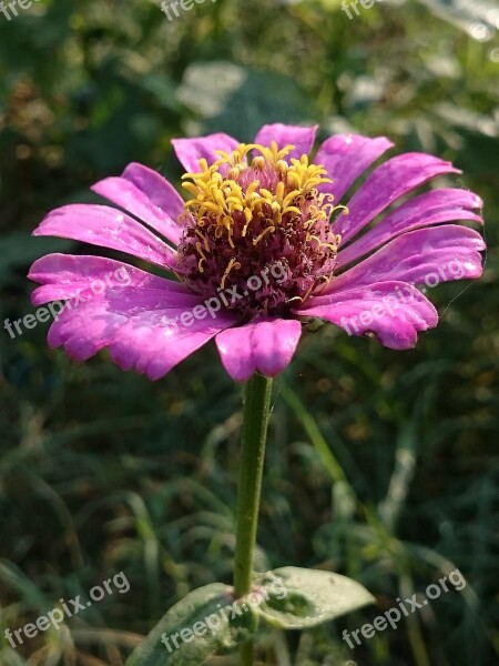 Nature Flower Flora Summer Garden