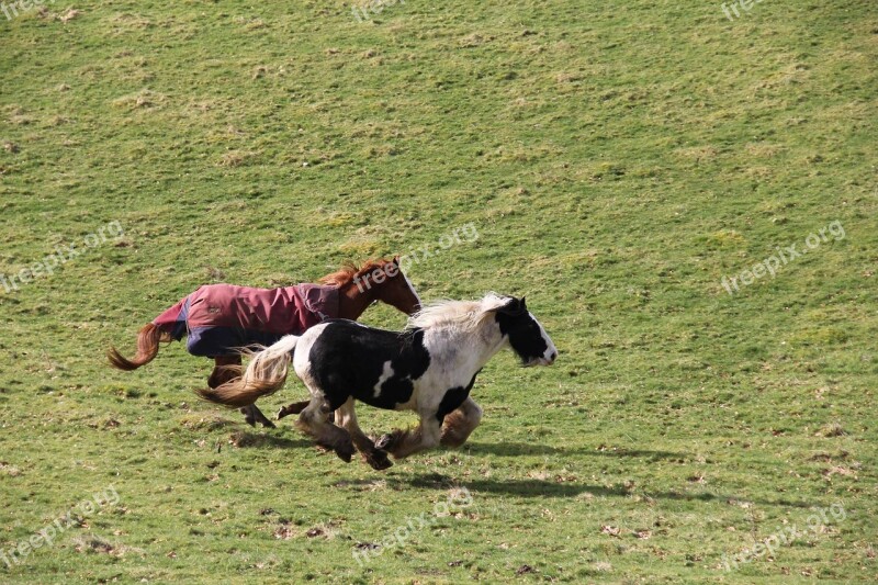 Grass Mammal Hayfield Field Animal