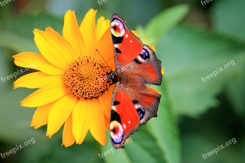 Peacock Butterfly Butterfly Nature Summer Blossom