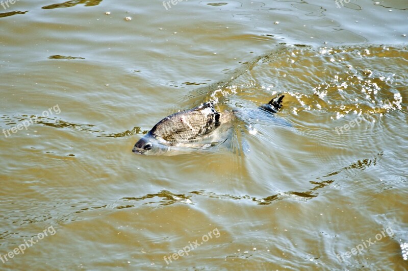 Fish Water Wave River Volga