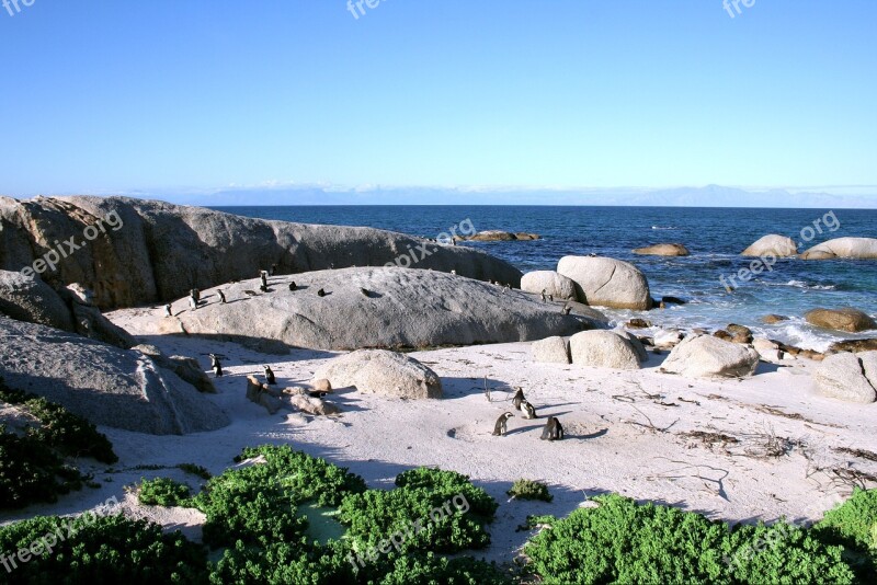 Penguins Indian Ocean South Africa Coast Sea