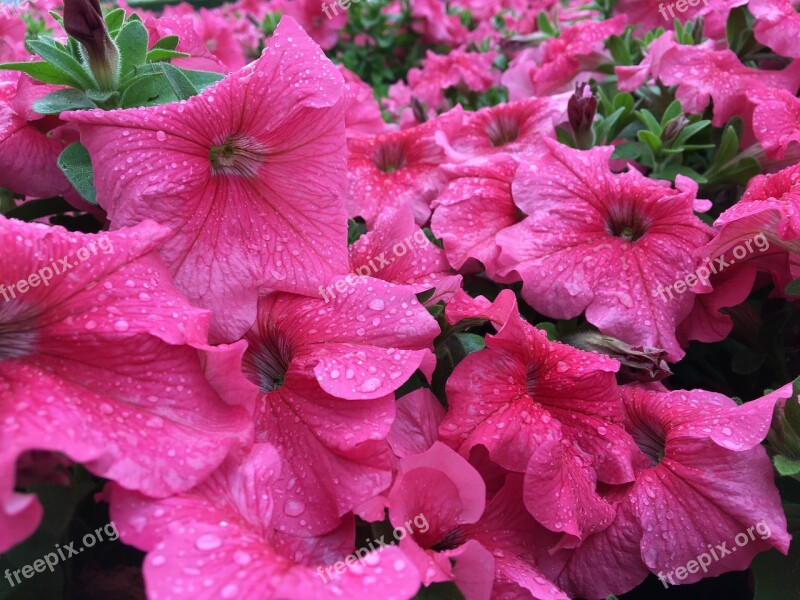 Pink Beautiful Flowers Rainy Nature