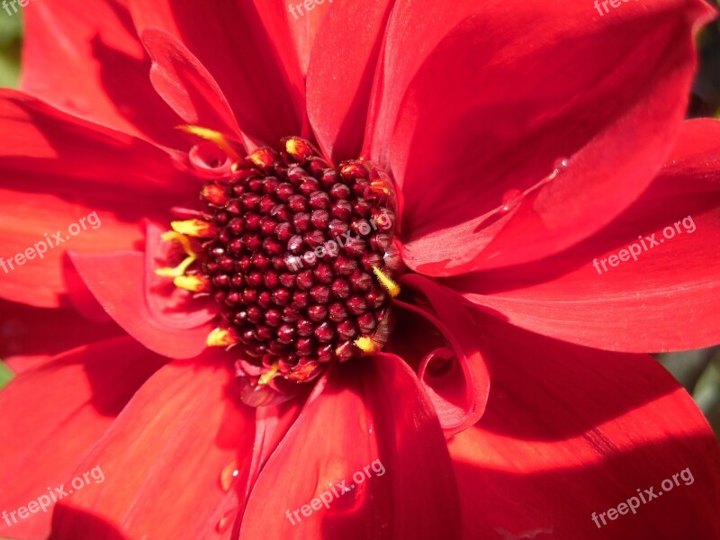 Red Dahlia Cottage Garden Summer Blossom Bloom