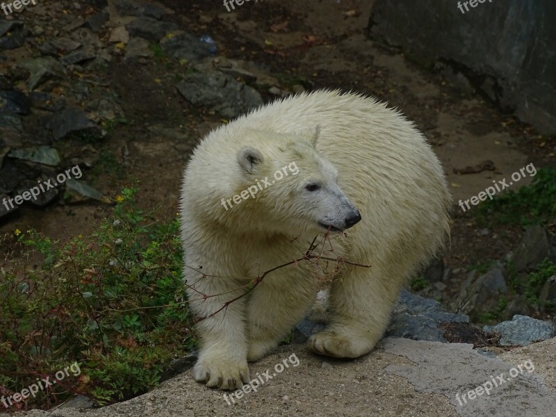 Polar Bear Cub Cute Zoo Branch