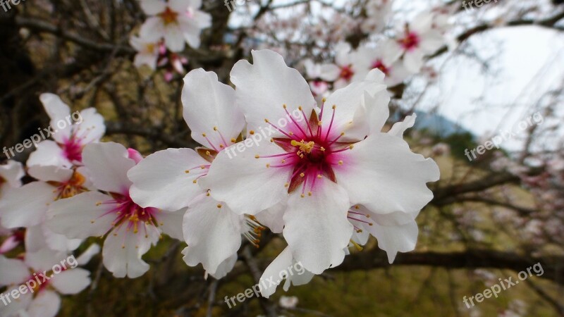 Flower Plant Nature Fulfillment Petal