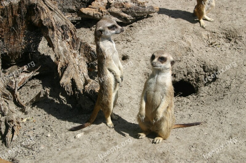 Nature Animal Animal World Sand Meerkat