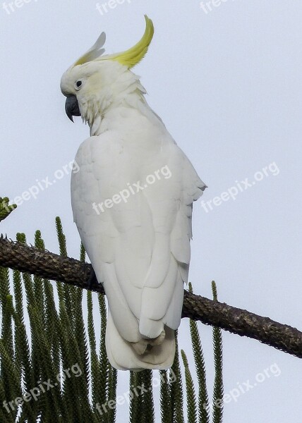 Cockatoo White Yellow Bird Intelligent