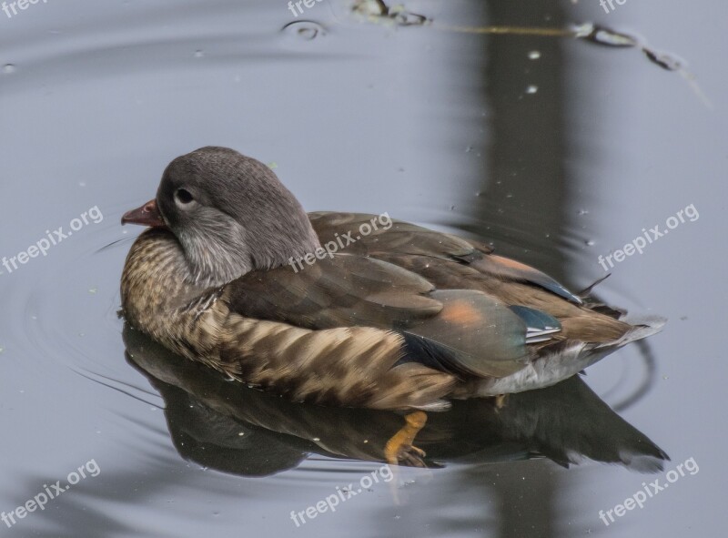 Bird Mandarin Duck Animal World Nature