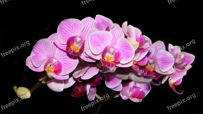 Orchidea Purple Flower Plant Free Photos