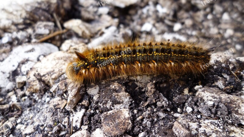 Animal Nature Animal World Larva Caterpillar