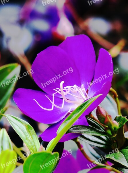 Te Male Flowers Nature Purple Plant Flower