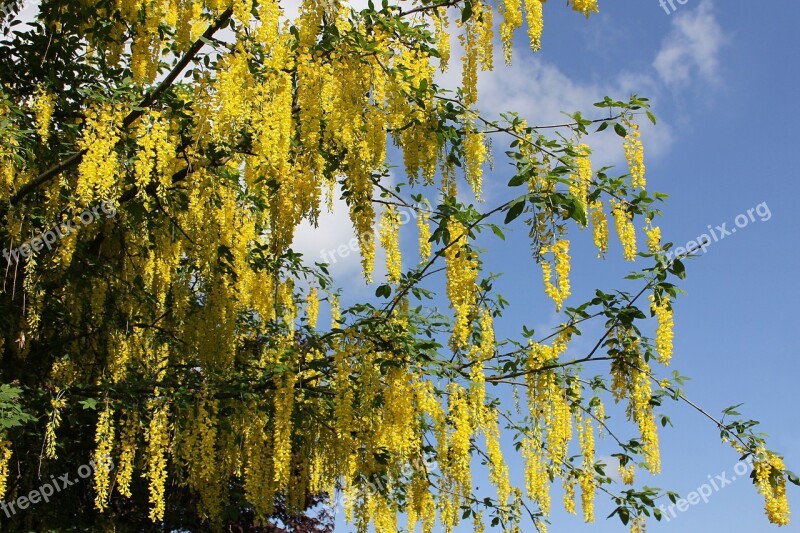 Laburnum Tree Spring Nature Plant