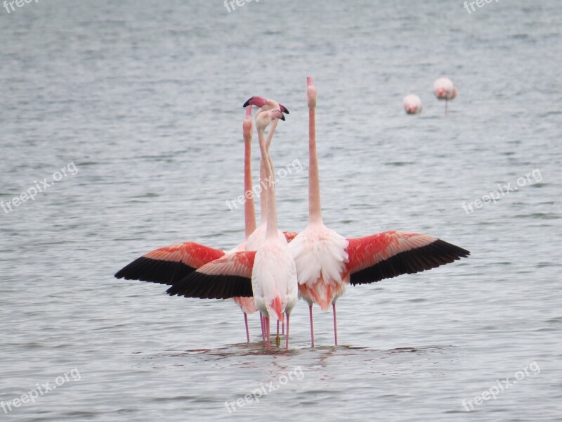 Body Of Water Bird Lake No Person Nature