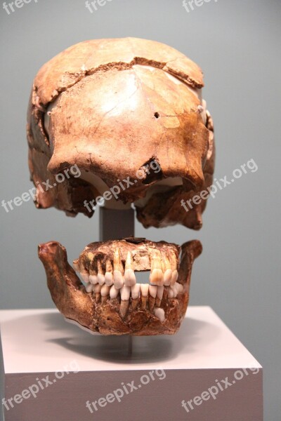 Skull Frontal Museum Free Photos