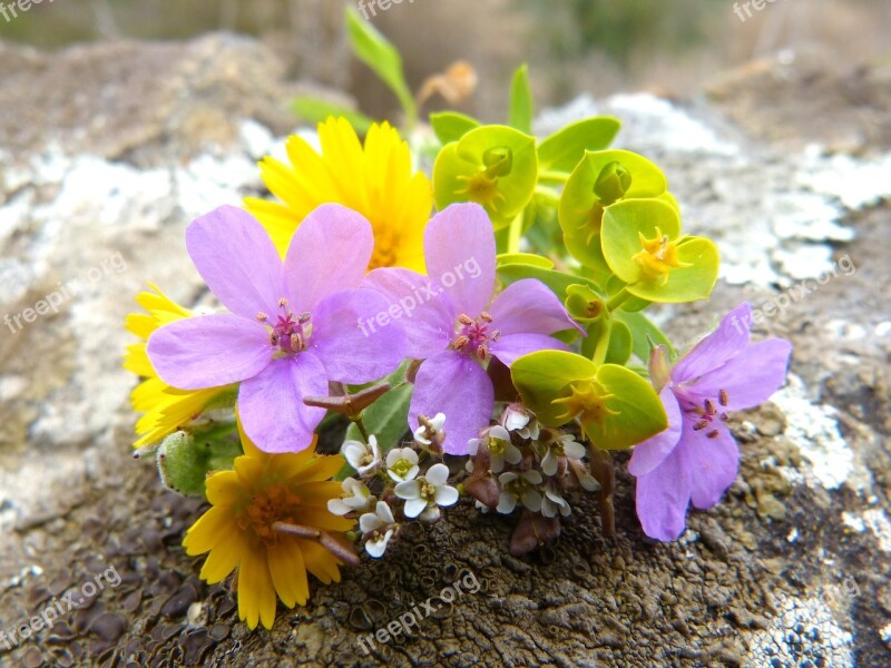 Flowers Corsage Wild Flowers Nature Plant