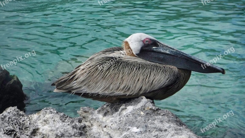 Body Of Water Nature Birds Wild Life Sea