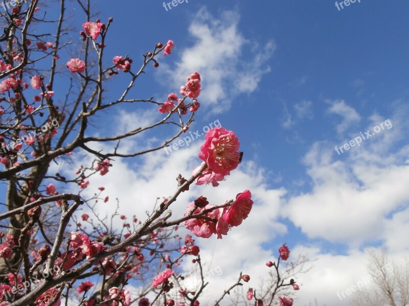 Wood Blue Sky Branch Seasonal Natural