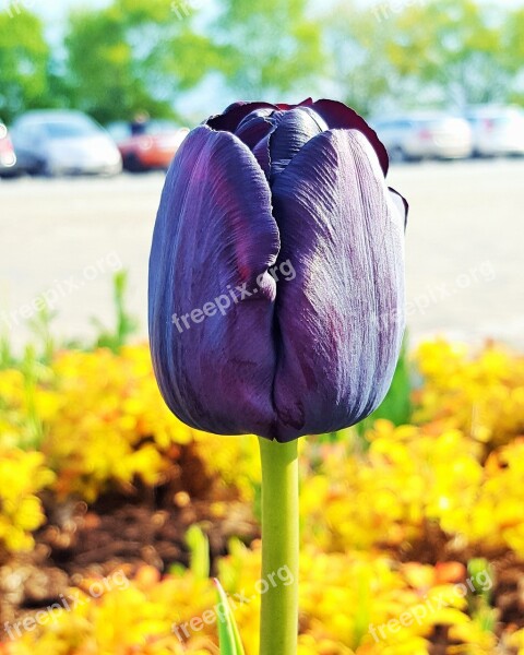 Flower Tulip Nature Garden Plant