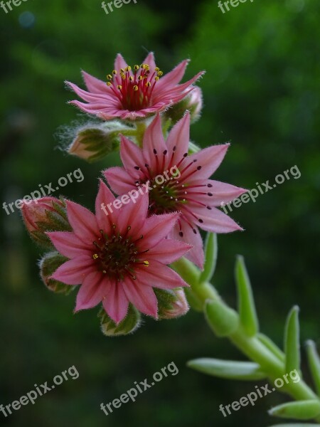 Netřesk Macro Flower Nature Alpine