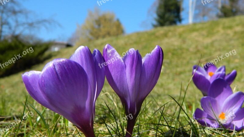 Spring Flowers Nature Garden Flowering