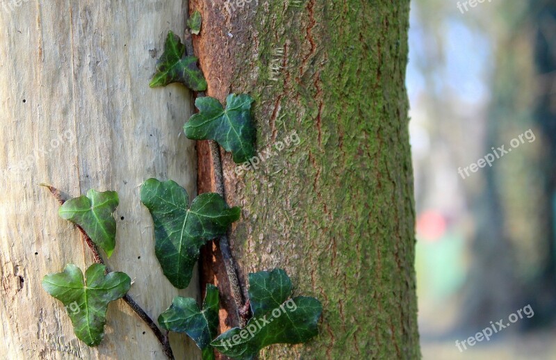 Ivy Creeper Tree Nature Leaf