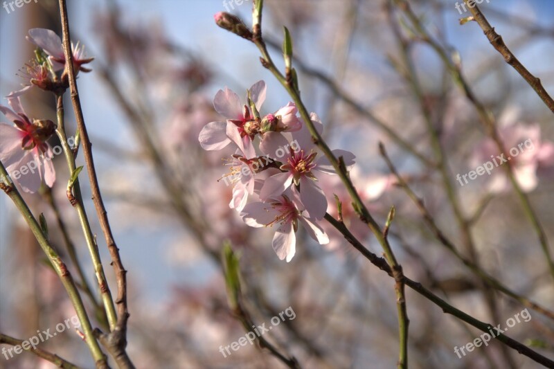 Flower Plant Nature Almond Inflorescences