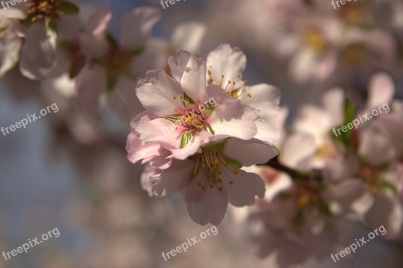 Flower Plant Nature Almond Inflorescences