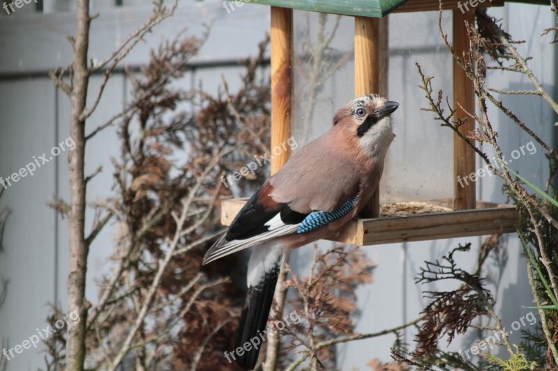 Bird Nature Animal World Animal Winter