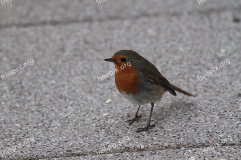 Nature Bird Animal World Animal Robin