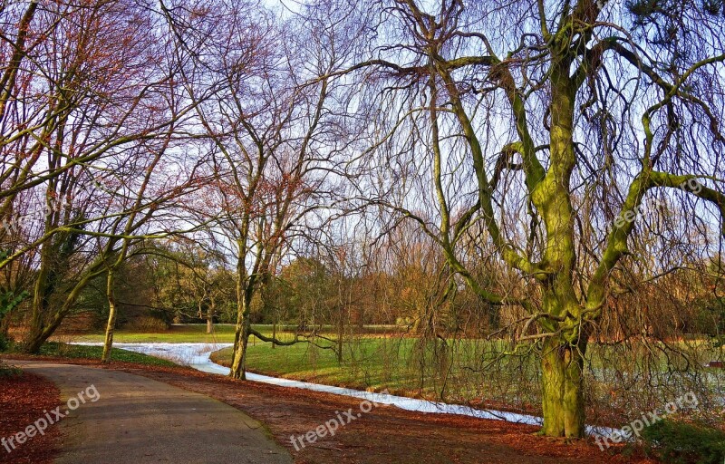 Landscape Footpath Trees Bare Trees Winter