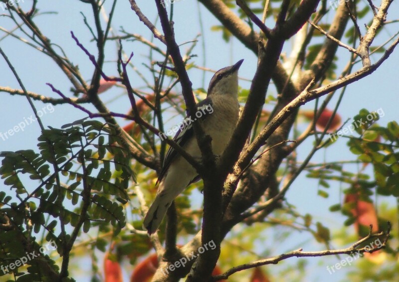 Tree Nature Outdoors Bird Branch